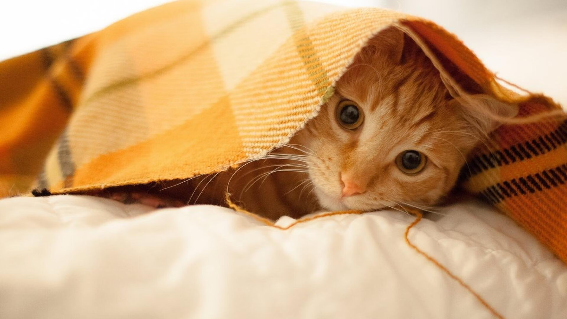 英超冠军需要拼搏:每一场都精彩纷呈!,英超冠军有什么好处