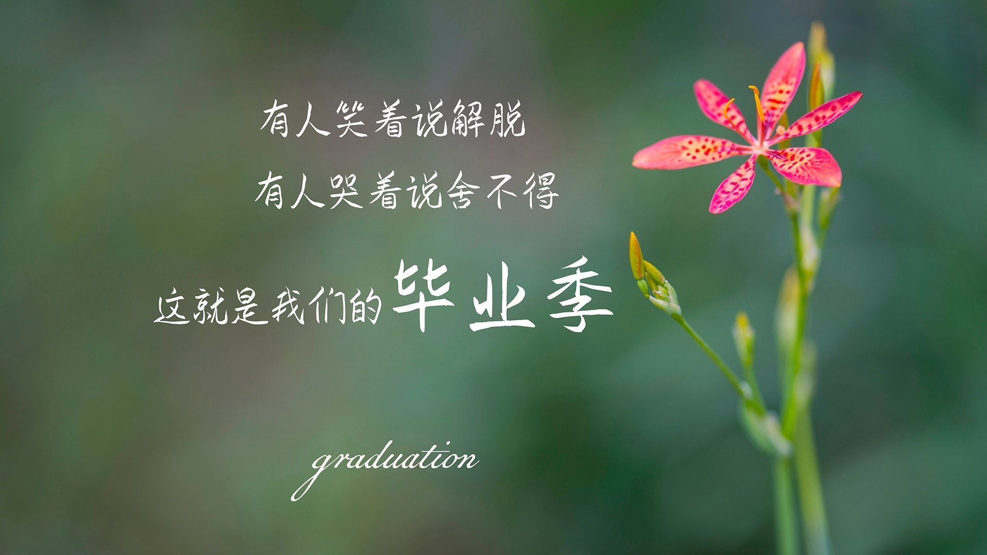 霍芬海姆球队在比赛中展现出色的进攻体系,取得胜利,霍芬海姆球迷站