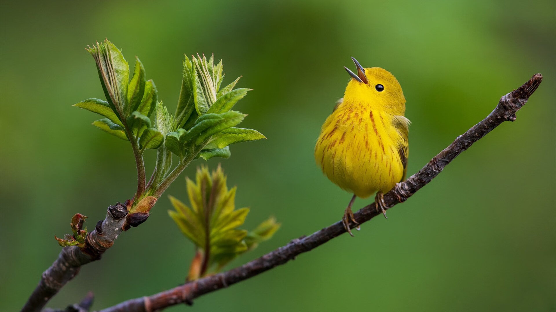 德甲球员基于脑电反馈进行情绪抑制训练的实证评估，基于脑电的情绪识别研究综述