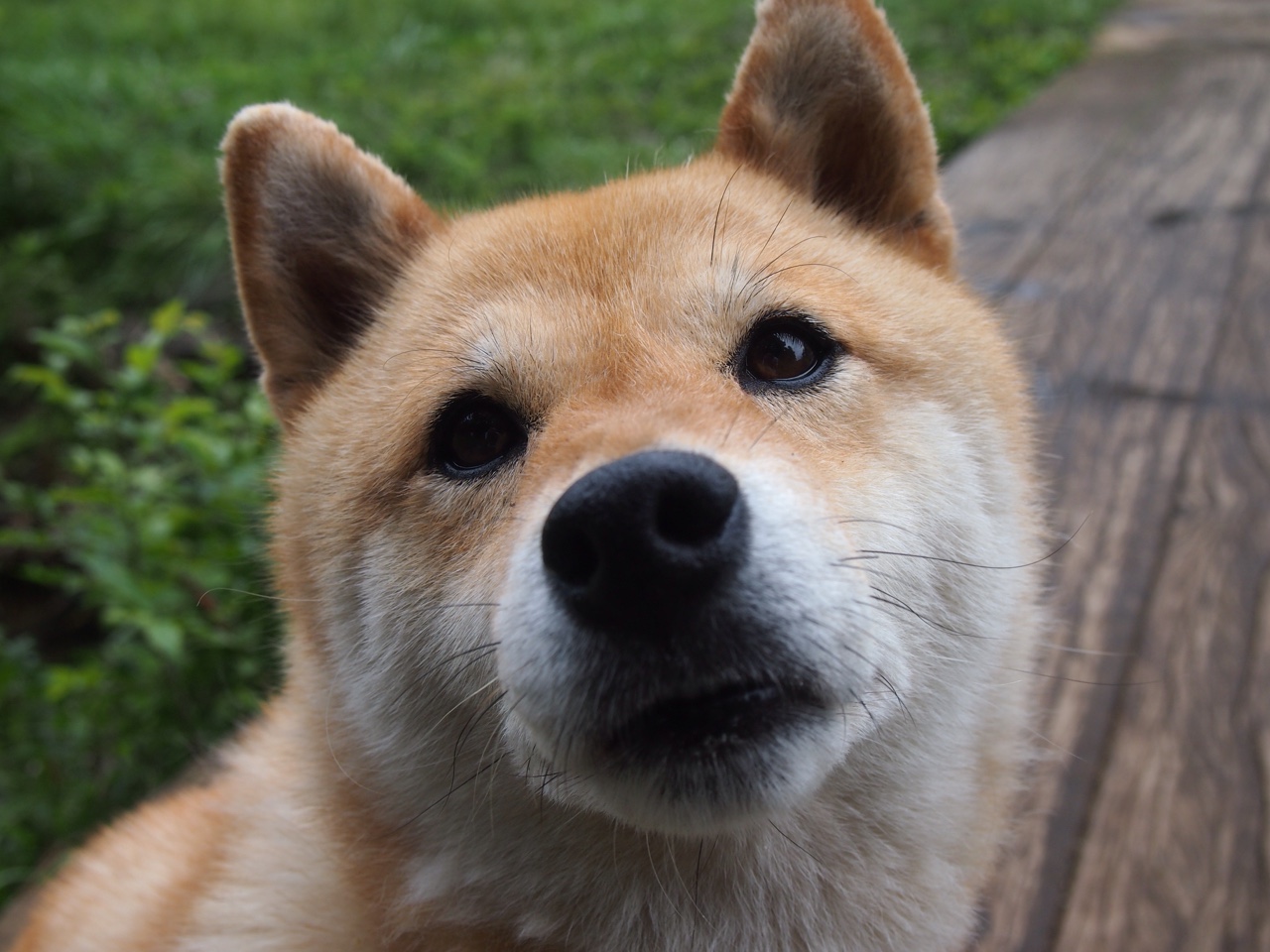 “速度与技巧!新都香城福乐球赛激烈进行”