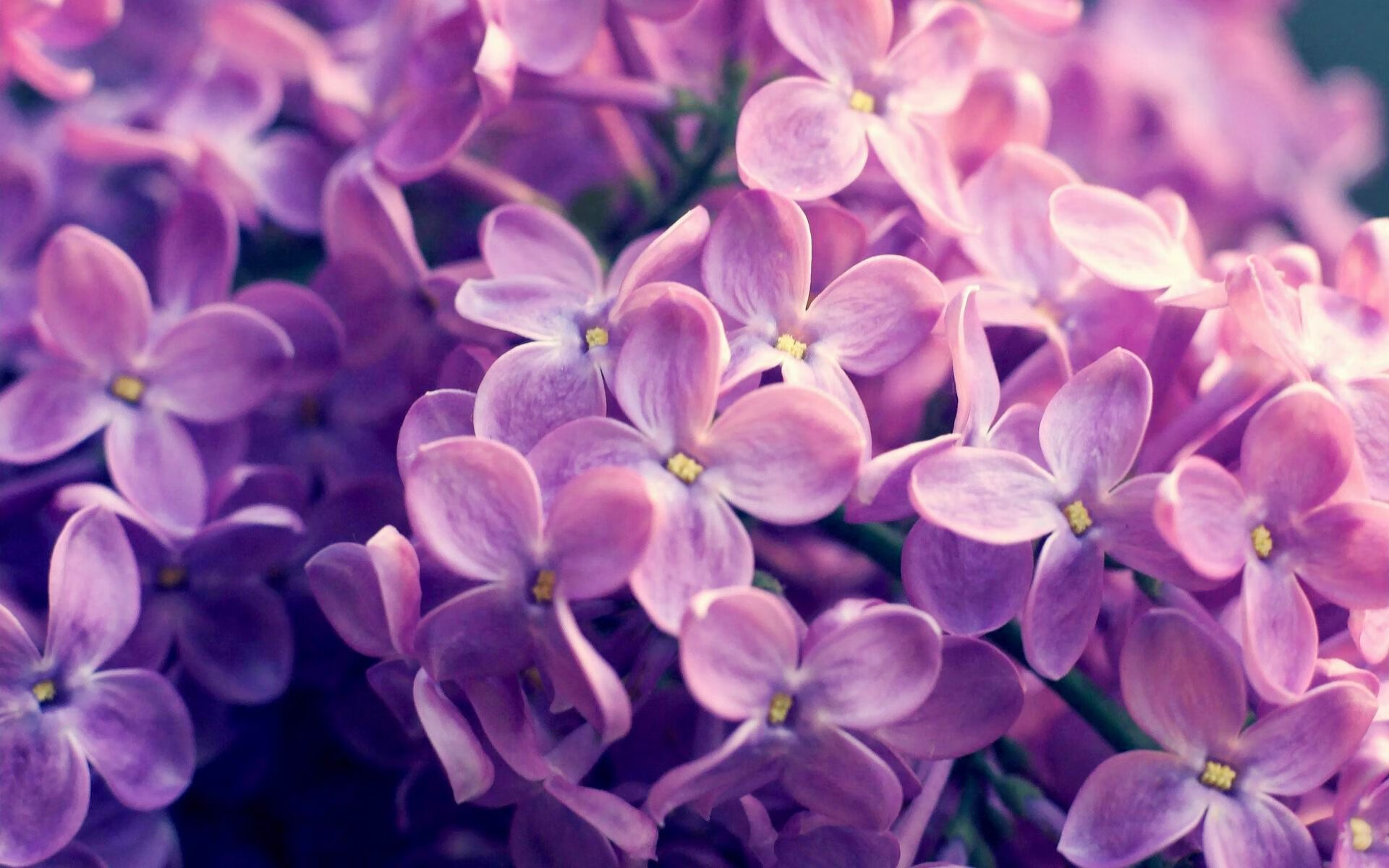 南特主场气氛火爆压制对手反击能力,南特vs尼斯动画直播