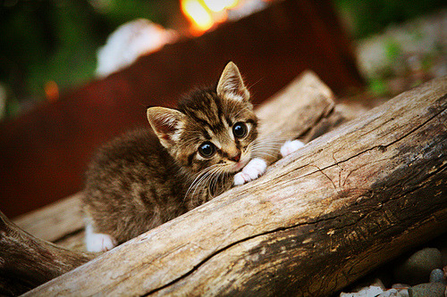 球队季后赛战绩不稳，最终仅获第五名，季后赛球队最高得分