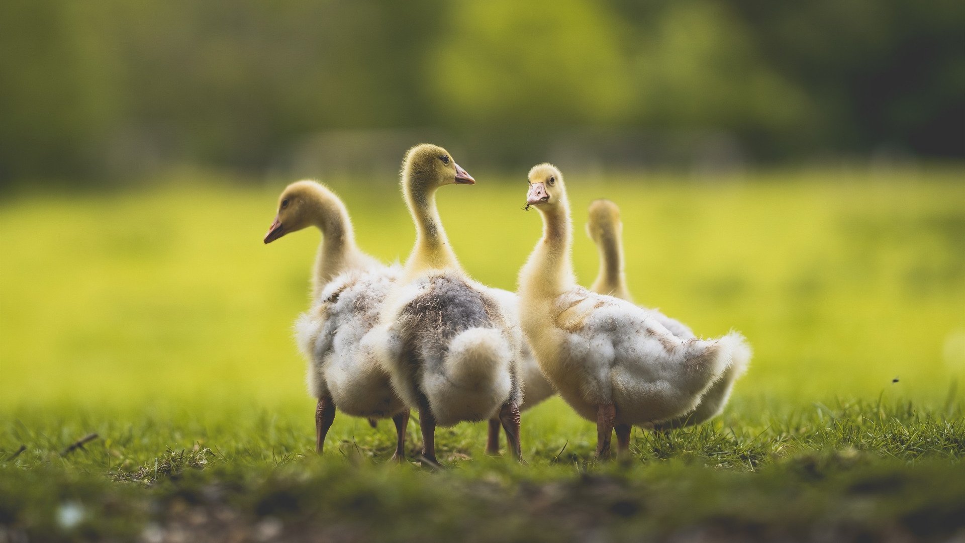 逆袭大战 亚洲杯上中国足球成功夺冠,2021年足球亚洲杯中国