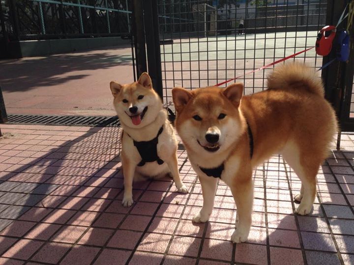 叶门男篮在国际赛场中展现风采，激情拼搏跃向新高，电影叶门3