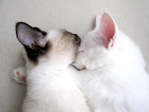 爱游戏登录入口-曼城中场核心谈战术变化适应期，曼城中场阵容