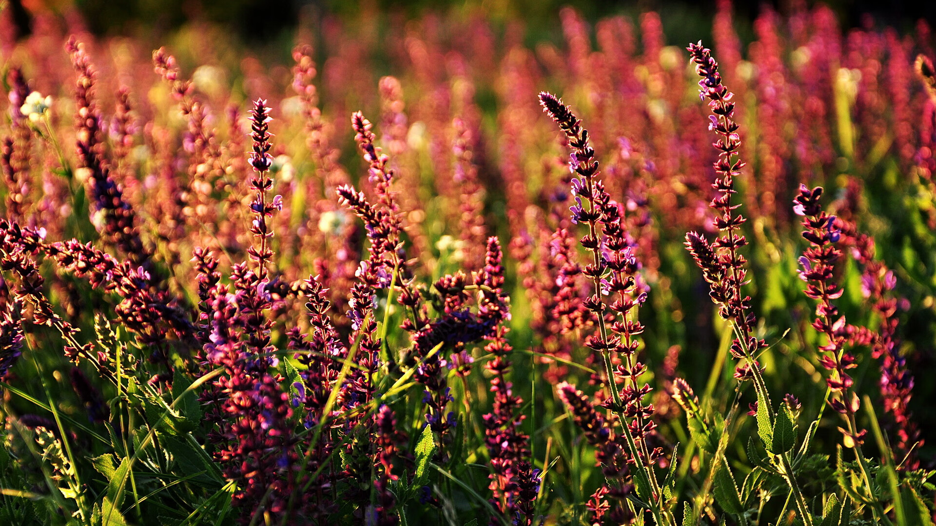 独行侠安排短期封闭营建立默契与信任,独行侠休赛期交易资讯